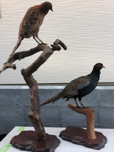 鳥の剥製   岡本剥製 ⭐︎