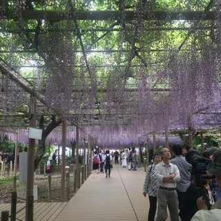 今日限定！藤の花みにいきませんか？？