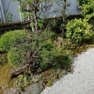 庭木、庭石あげます。の画像