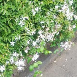 この植物の名前教えてください！
