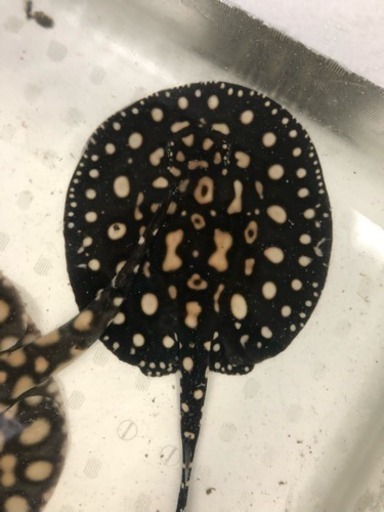 純血ダイヤモンドポルカ オス