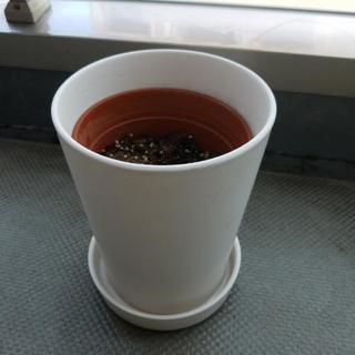 IKEA　鉢　培養土入り
