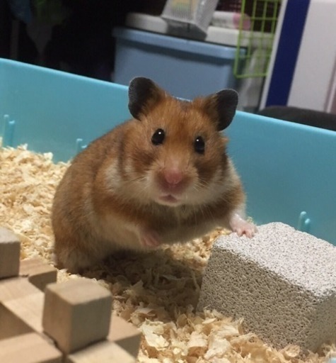 古川東中 学生服、その他