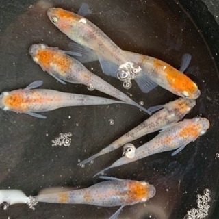 三色透明鱗 ♀4   ♂3  現物販売メダカ