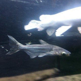 値下げOOOオオナマズ 格安 #アロワナ#ポリプテルス