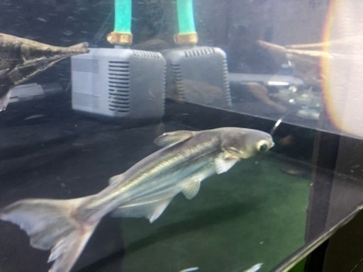 値下げＯＯＯオオナマズ 格安 #アロワナ#ポリプテルス