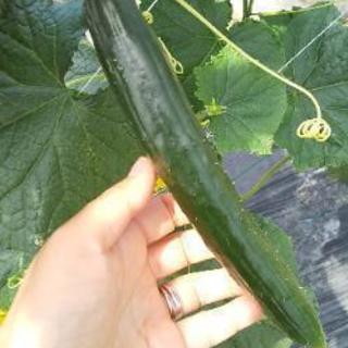 完売❗️沢山のご注文ありがとうございました🙇‍♀️後日お野菜内容変更