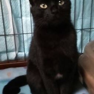 甘えたがり❓美人黒猫 令ちゃん