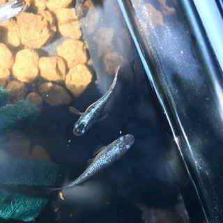 ラメ幹之メダカ 星河メダカ 強光 卵1個から販売