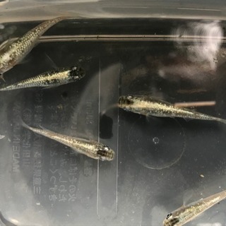 ラメ幹之メダカ 星河メダカ 強光 卵1個から販売の画像
