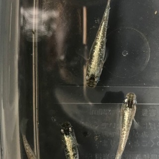 ラメ幹之メダカ 星河メダカ 強光 卵1個から販売の画像