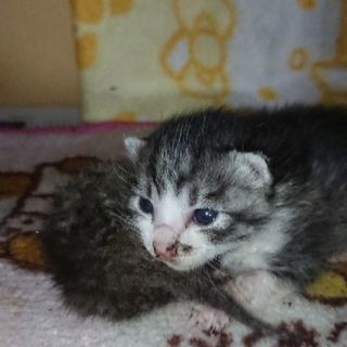 子猫1匹 