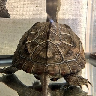クサガメ  推定8歳