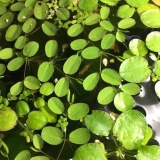無農薬 水草 サンショウモ 10株＋数株 多肉植物の画像