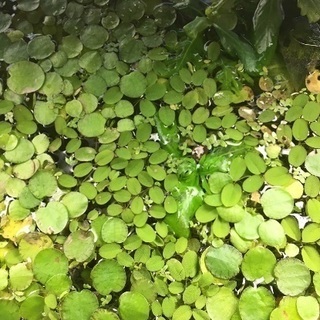 無農薬 水草 サンショウモ 10株＋数株 多肉植物の画像