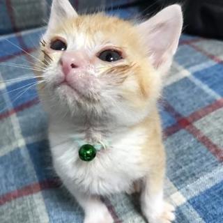 生後1ヶ月♂️茶白里親様決定しました🐱