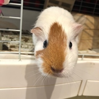 モルモット♀急募