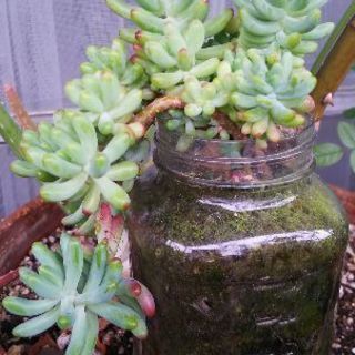 多肉植物 その22
