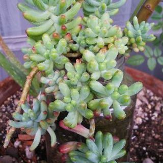 多肉植物 その22の画像