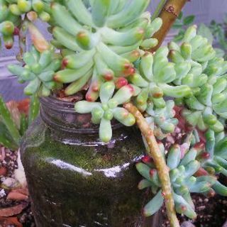 多肉植物 その22の画像