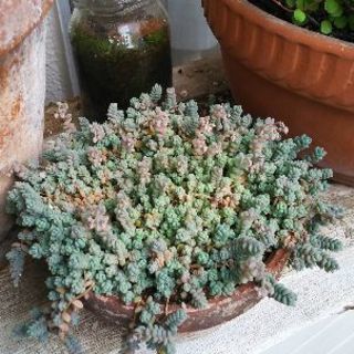 多肉植物 その21