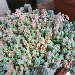 多肉植物 その21の画像