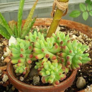 多肉植物 その16