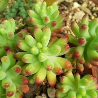多肉植物 その16の画像