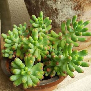 多肉植物 その24