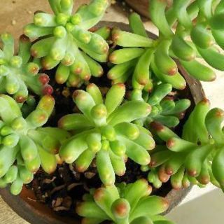 多肉植物 その24の画像