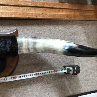 ☆水牛角・爪☆の画像