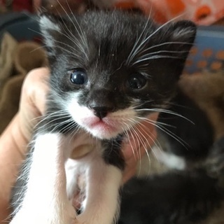 ハチワレのかわいい子猫ちゃん − 兵庫県