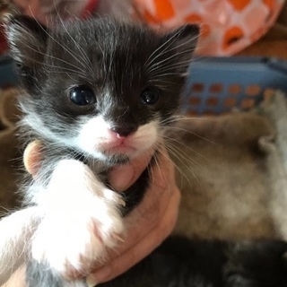 ハチワレのかわいい子猫ちゃん - 猫