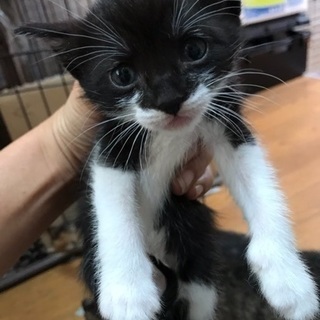ハチワレのかわいい子猫ちゃんの画像