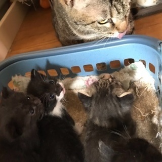 ハチワレのかわいい子猫ちゃん - 里親募集