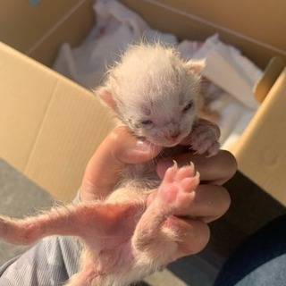 生まれたての子猫。