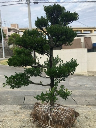 黒木 三本 まとめ売り