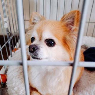 チワワを飼っている方、教えてください！【訂正】