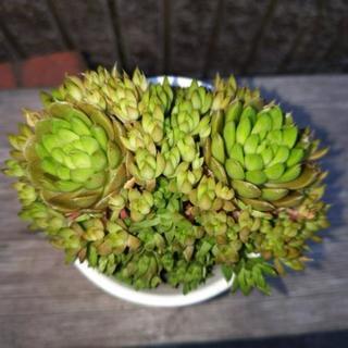 多肉植物