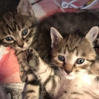 おデコのMがかわいいキジトラ子猫ちゃん