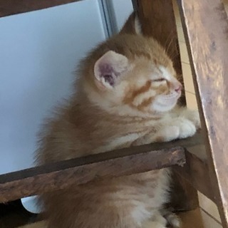 生後2カ月の子猫を保護しました