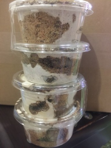 ババオオゴンオニクワガタ 幼虫