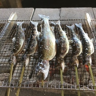 明日12:00過ぎに魚釣りして食べましょー
