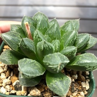 ハオルチア 多肉植物