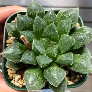 ハオルチア 多肉植物の画像