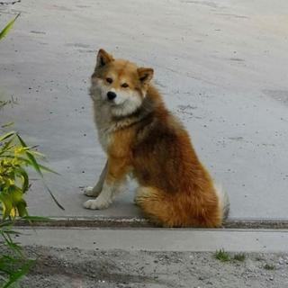 【切実】幼犬・成犬の里親様を募集しています