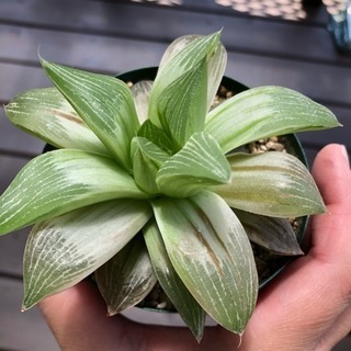 多肉植物 ハオルチア ミルキーウェイの画像