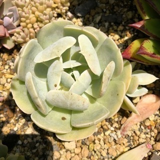 多肉植物 ルンヨニーの画像