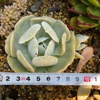 多肉植物 ルンヨニーの画像