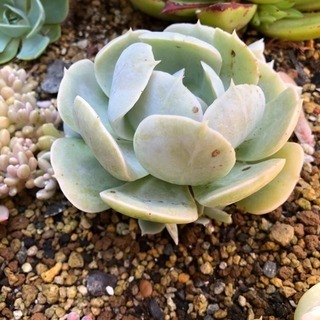 多肉植物 ルンヨニーの画像